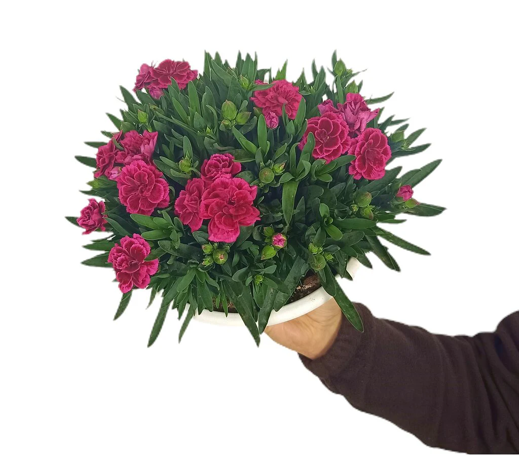 Imagem do produto 2