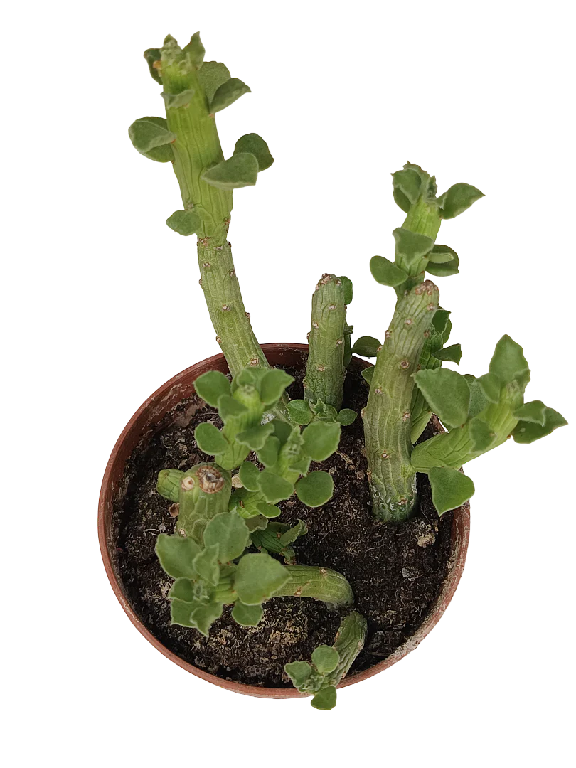 Miniatura 1
