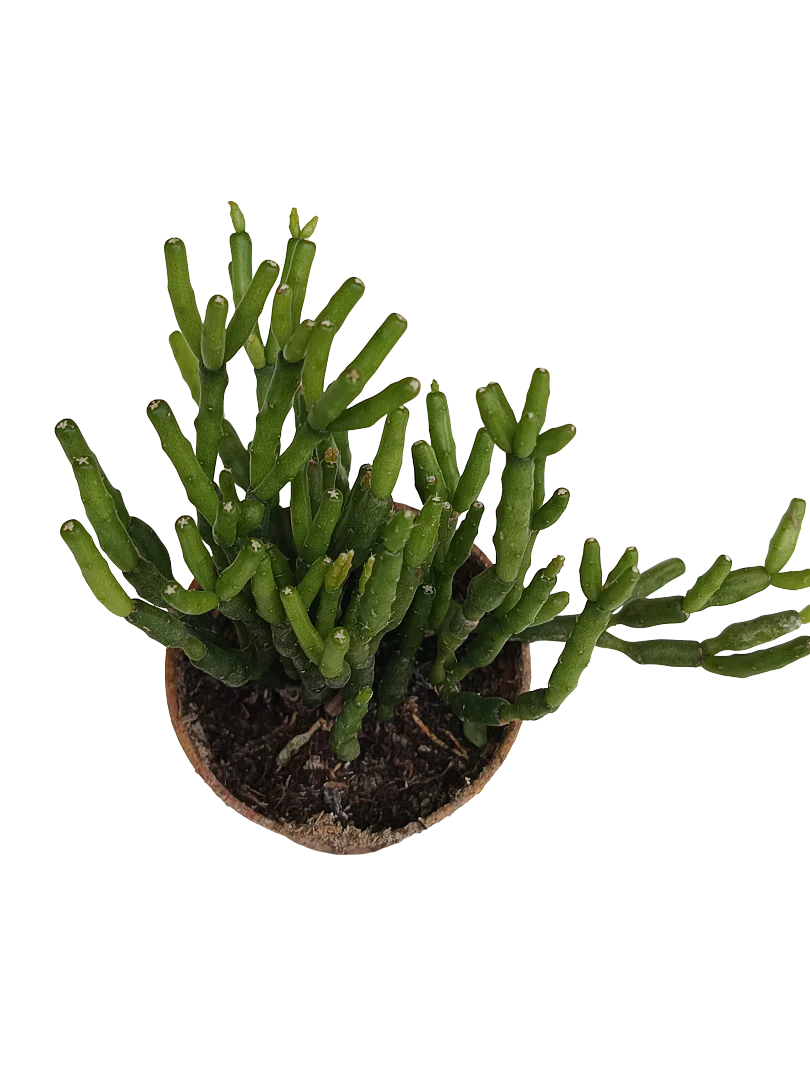 Imagem do produto 1