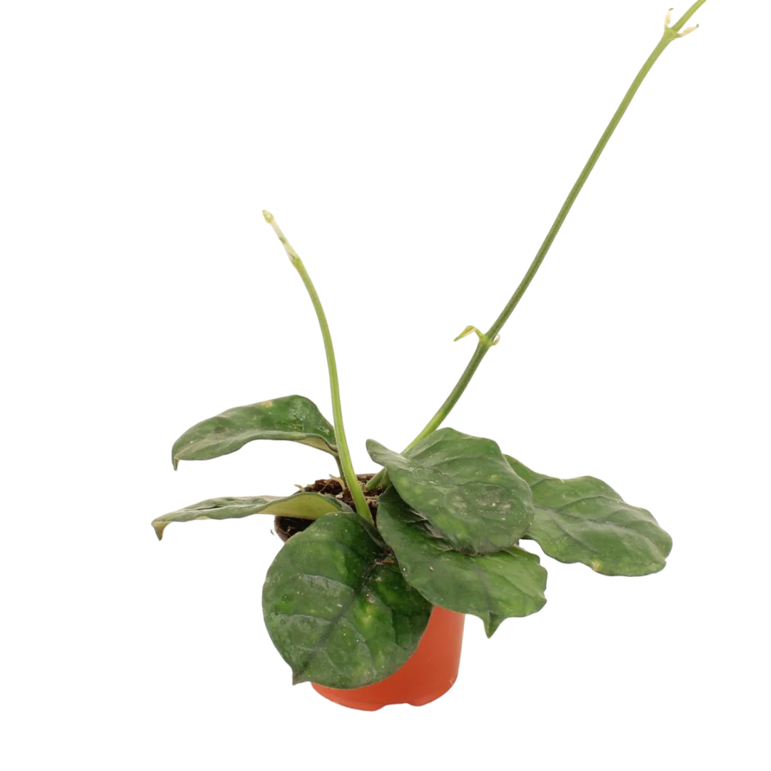 Imagem do produto 1