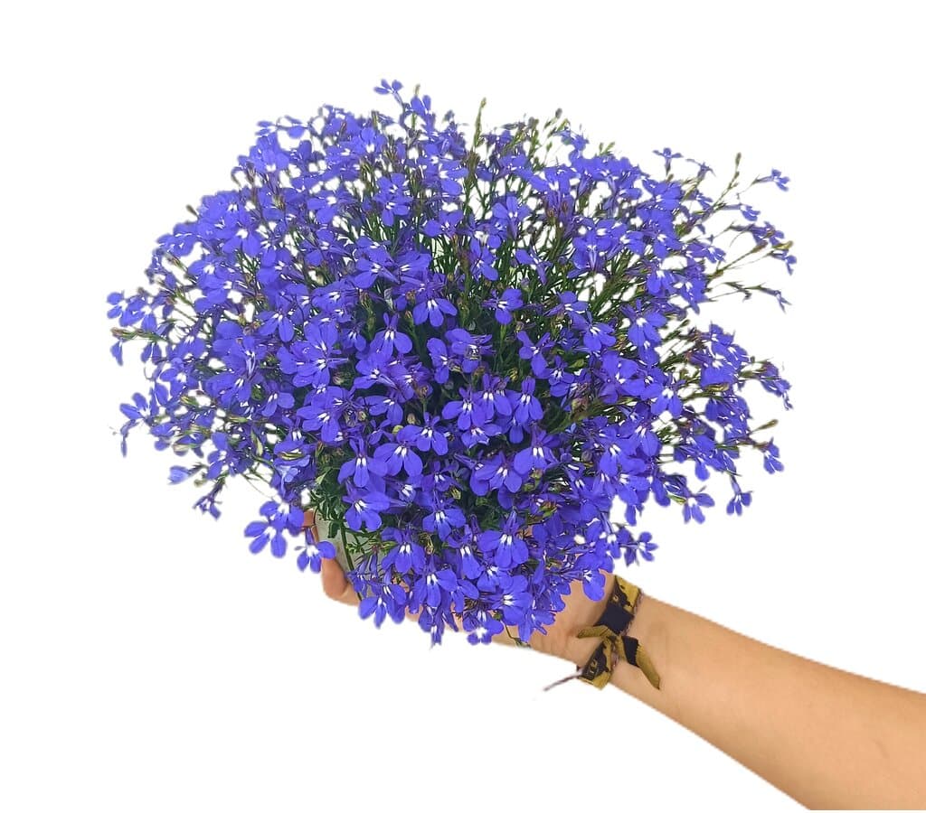 Imagem do produto 1