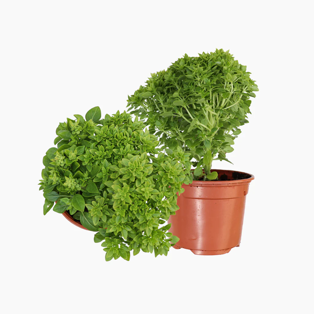 Imagem do produto 1