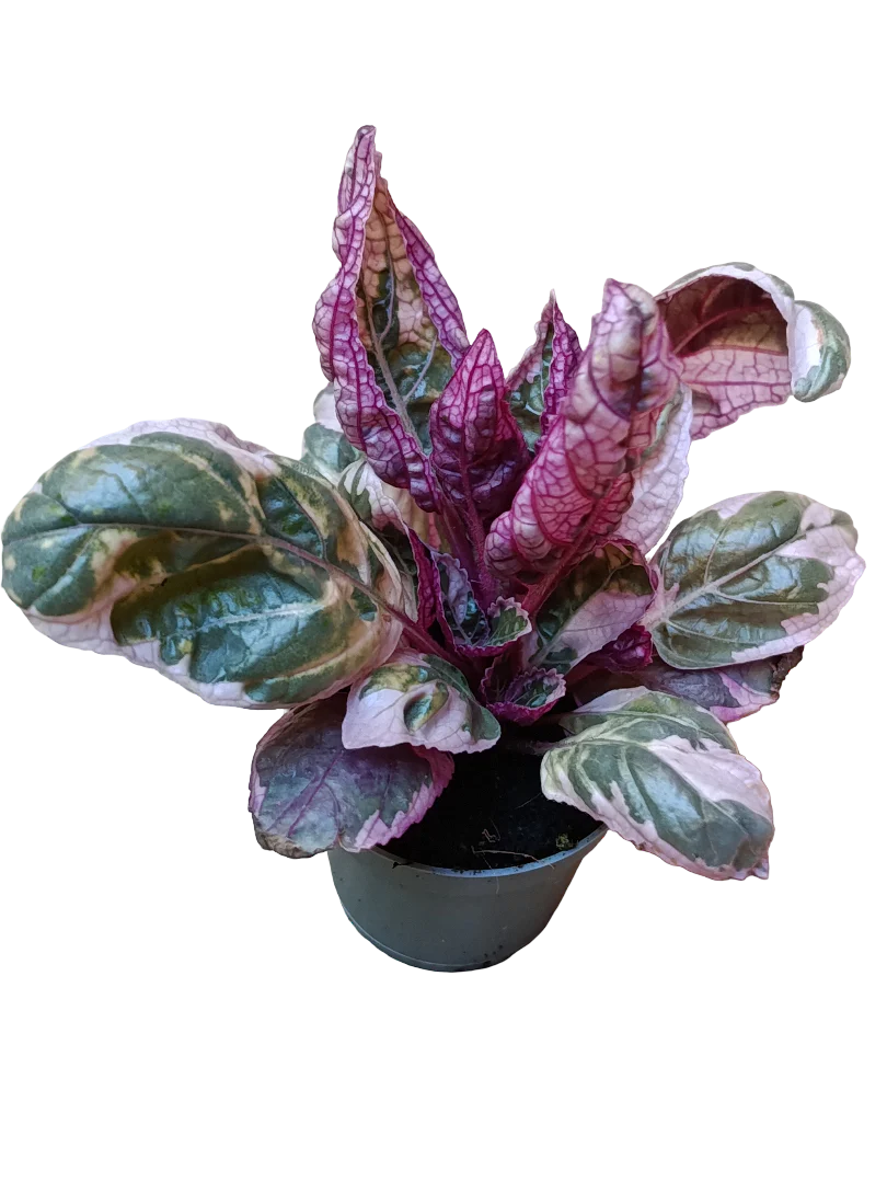 Miniatura 1