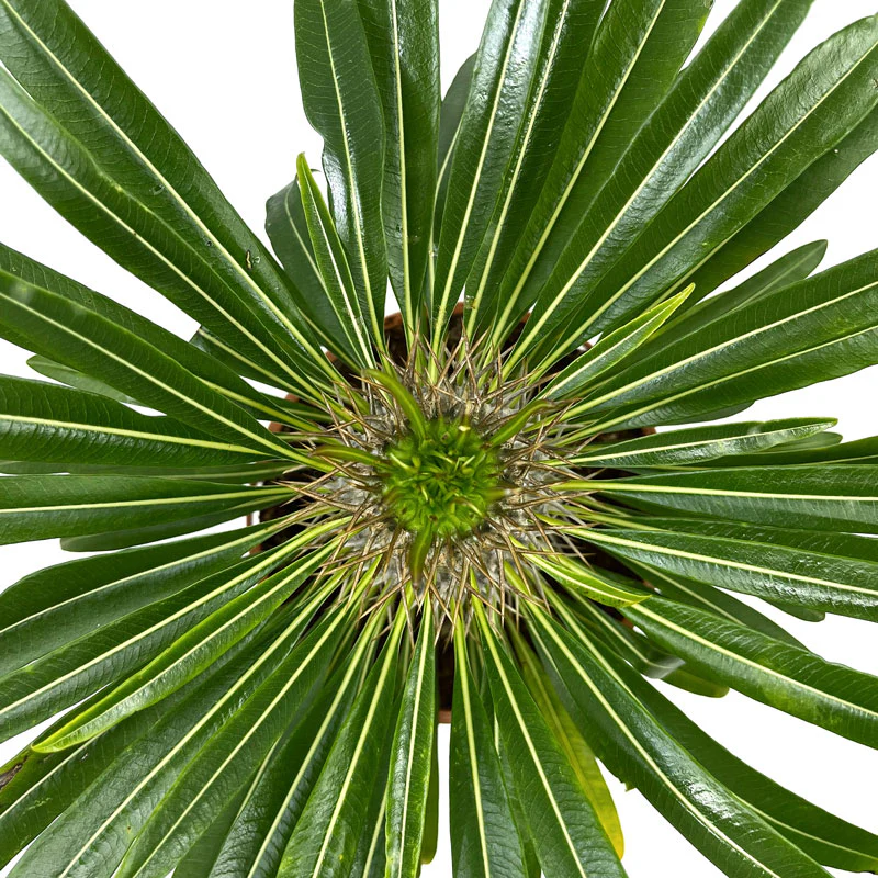 Imagem do produto 2