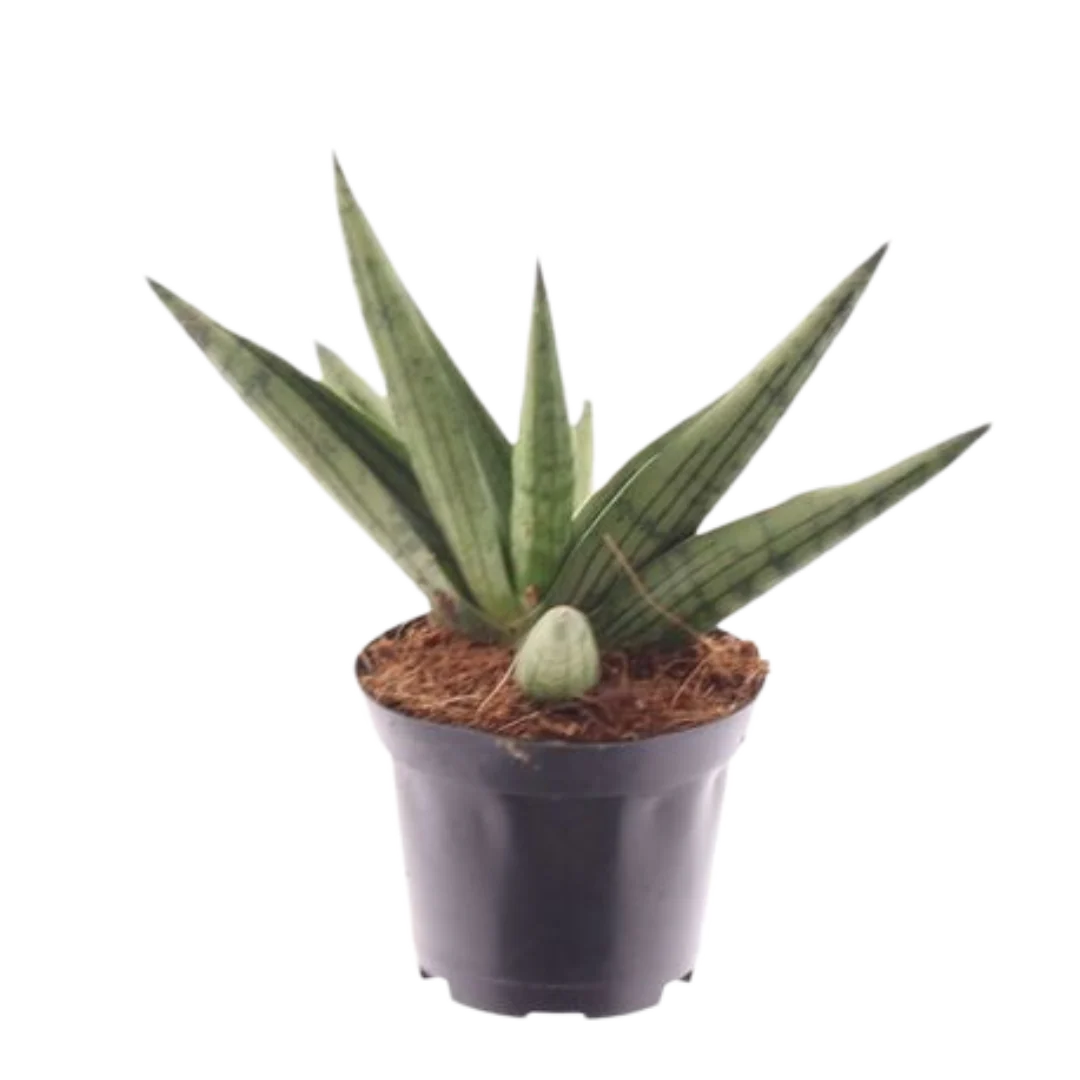 Imagem do produto 1