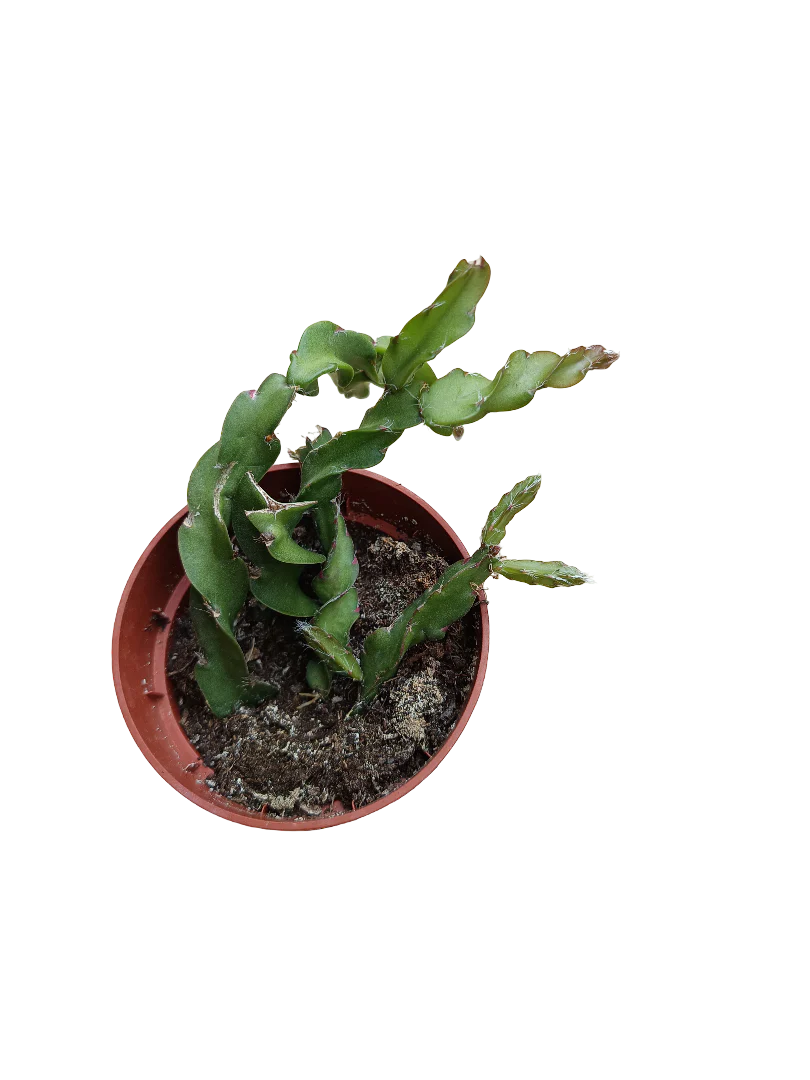 Miniatura 1