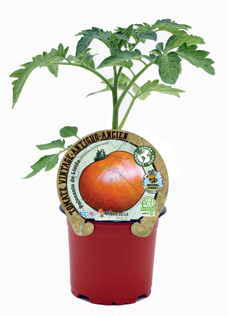 Imagem do produto 1