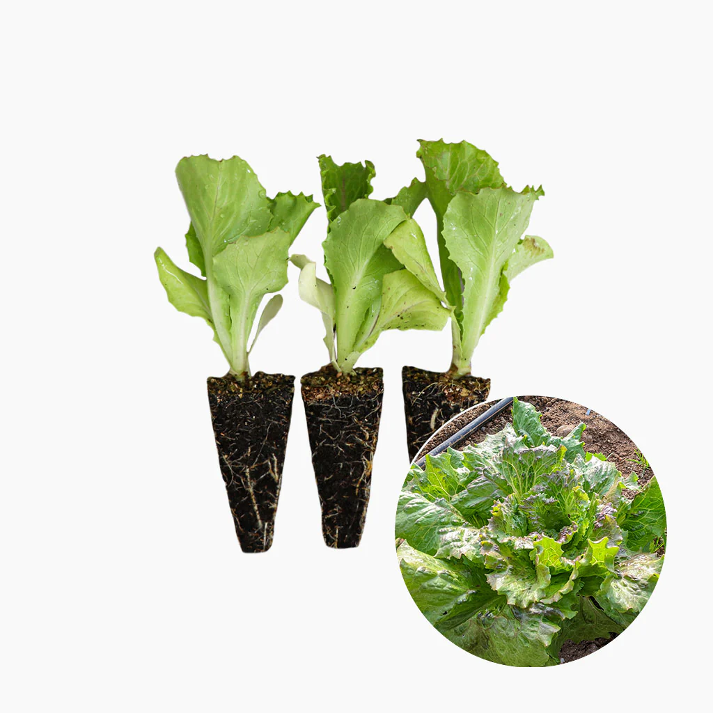 Imagem do produto 1