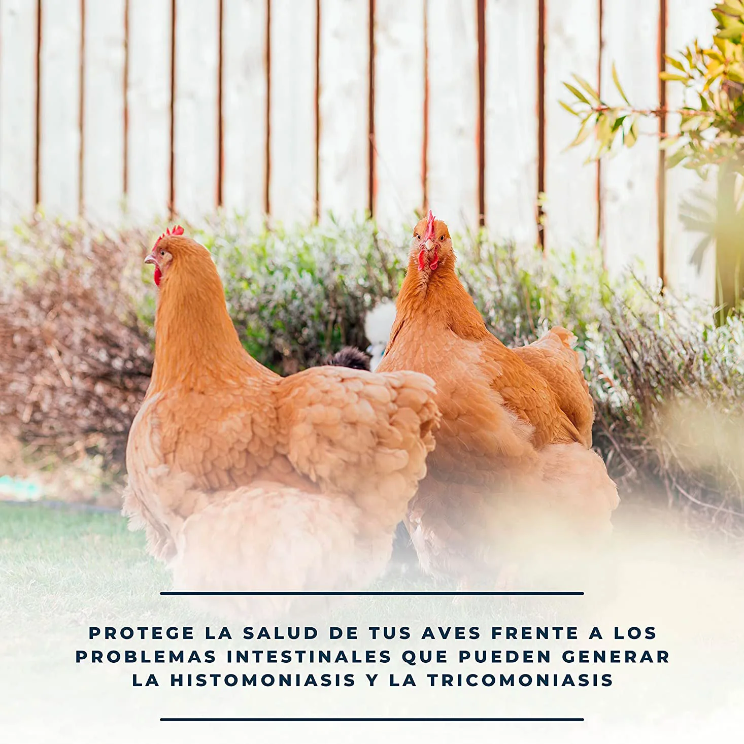 Imagem do produto 4
