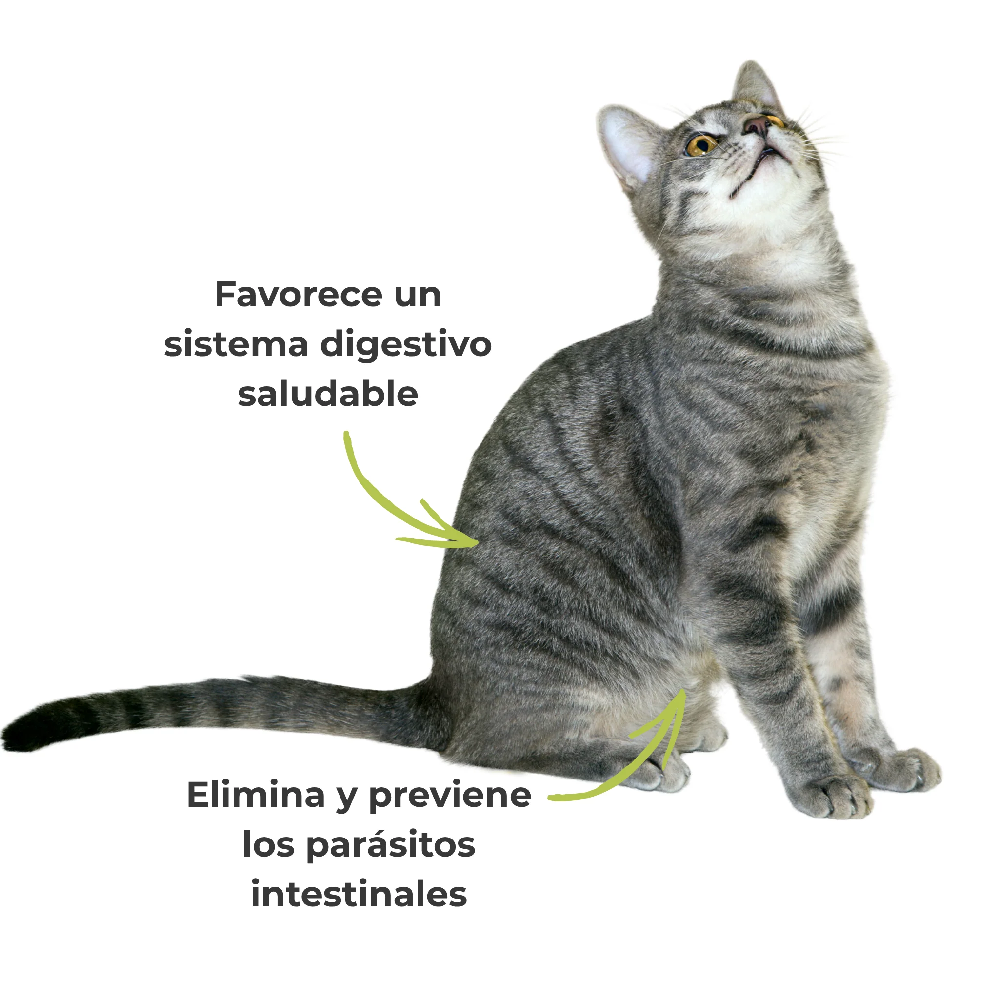 Imagem do produto 4