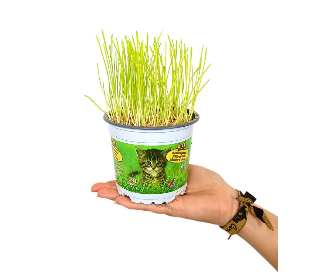 Imagem do produto 1