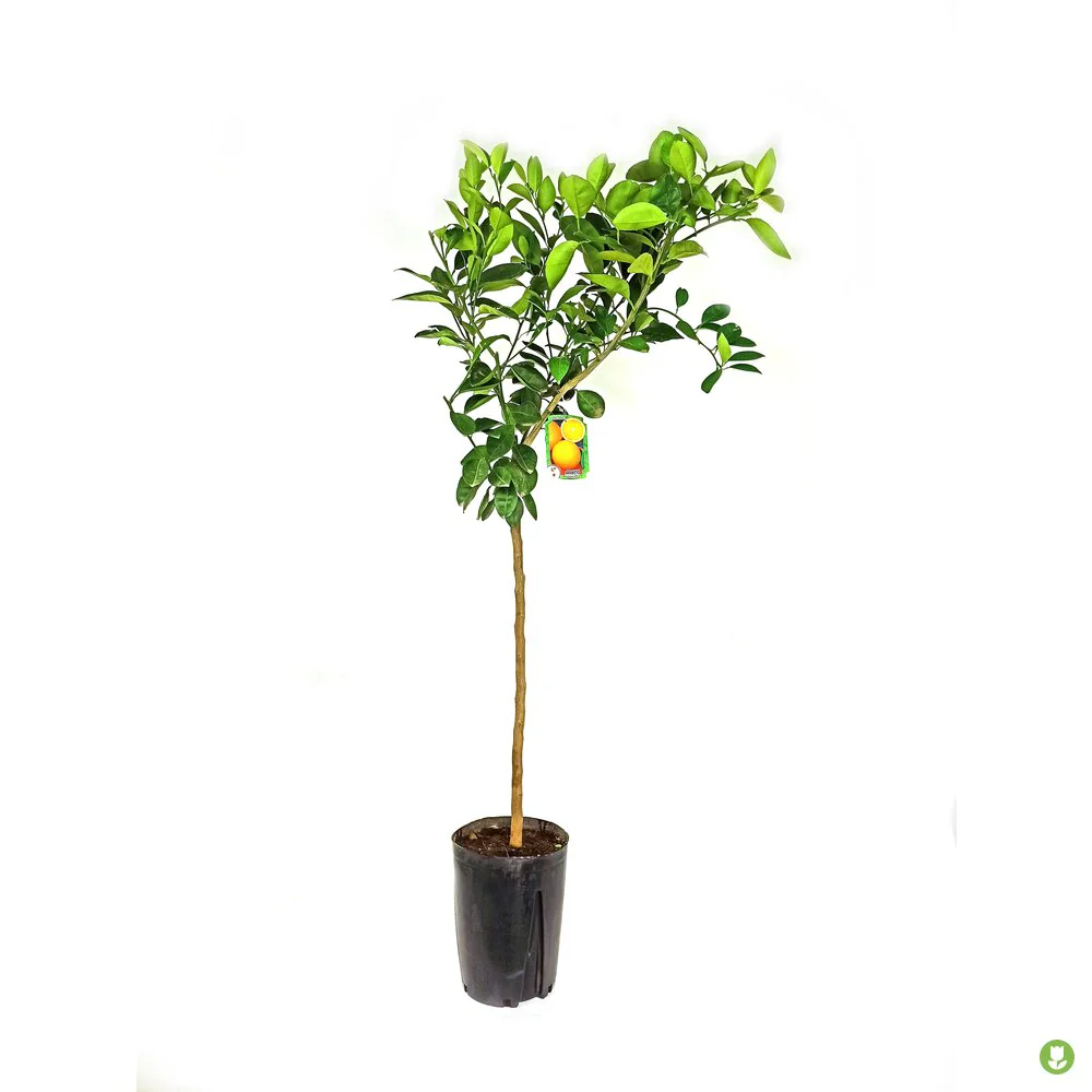 Imagem do produto 1