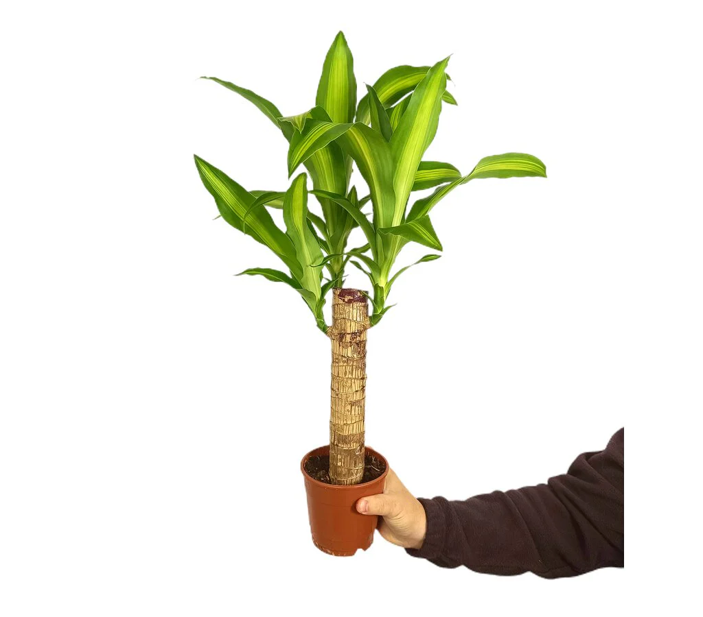 Imagem do produto 1