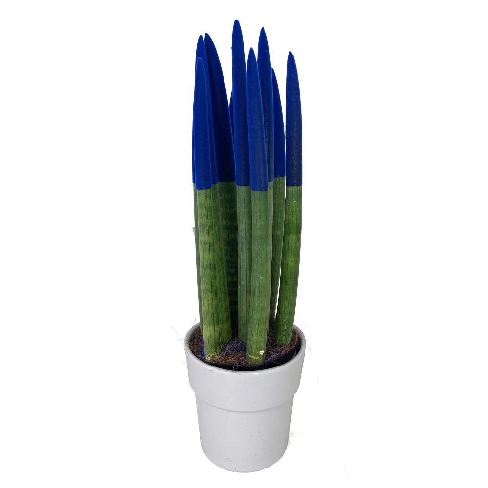 Imagem do produto 5