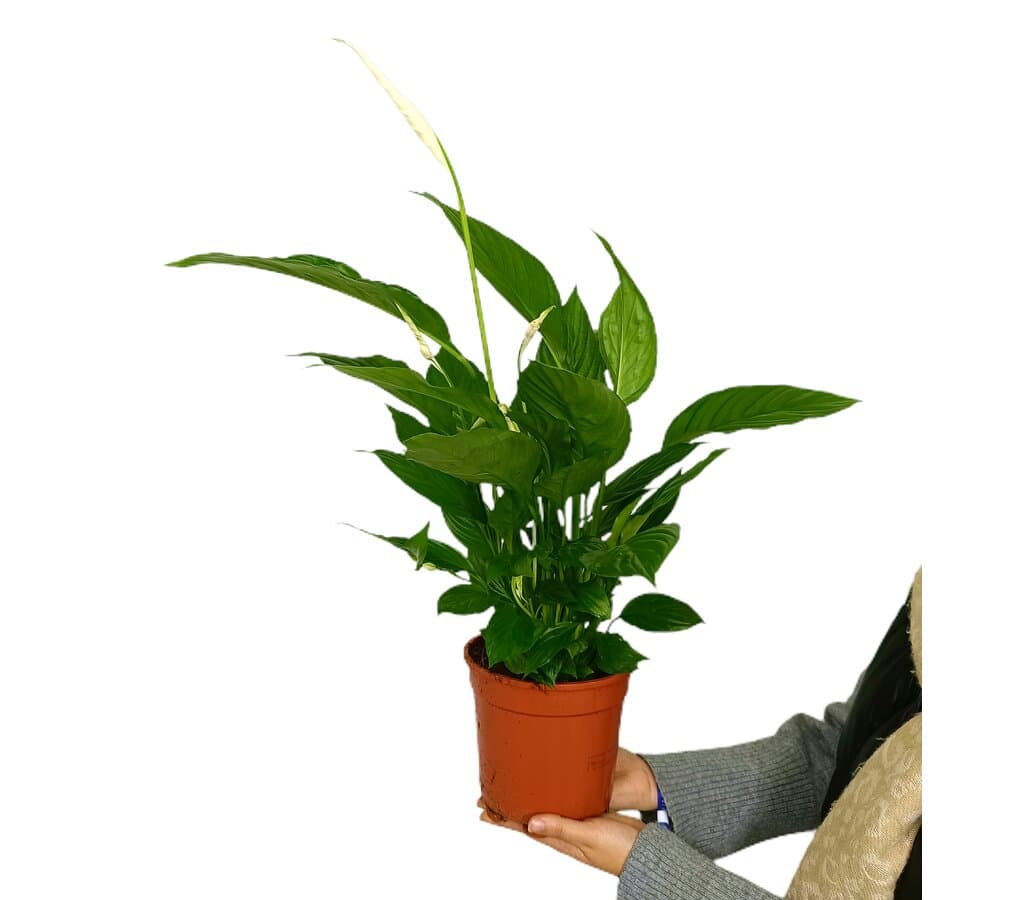 Imagem do produto 1