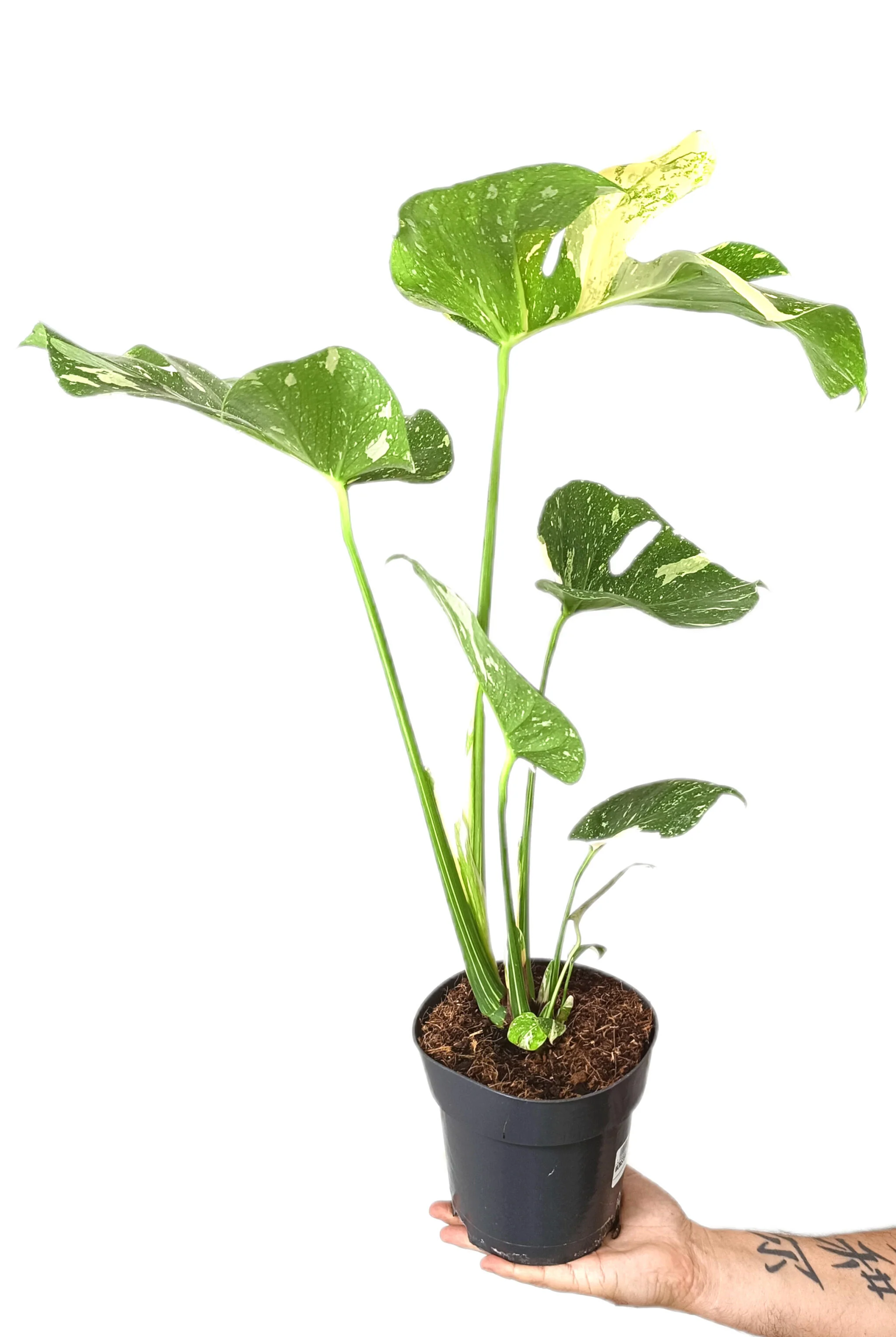 Imagem do produto 2