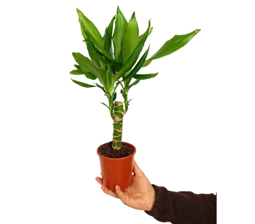 Imagem do produto 1