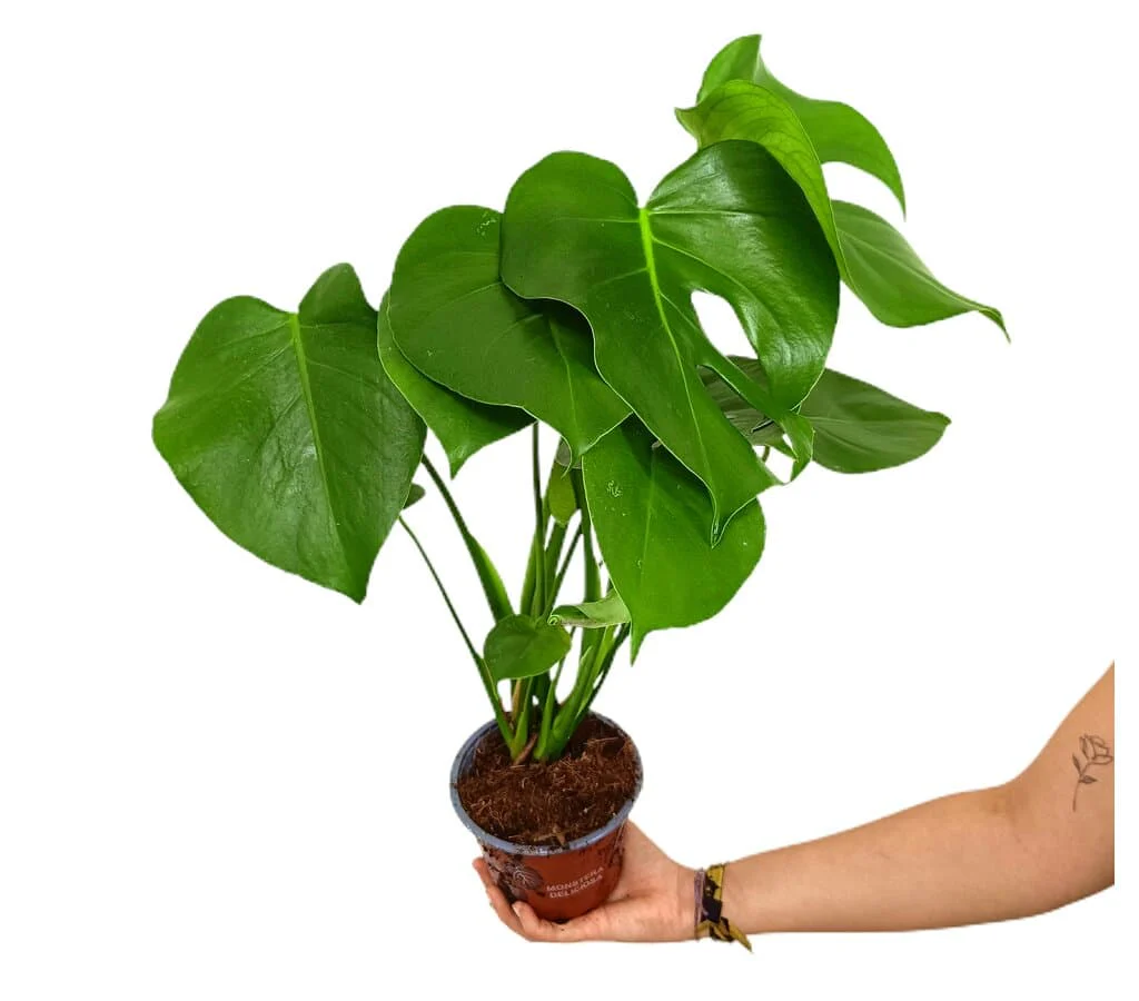 Imagem do produto 1